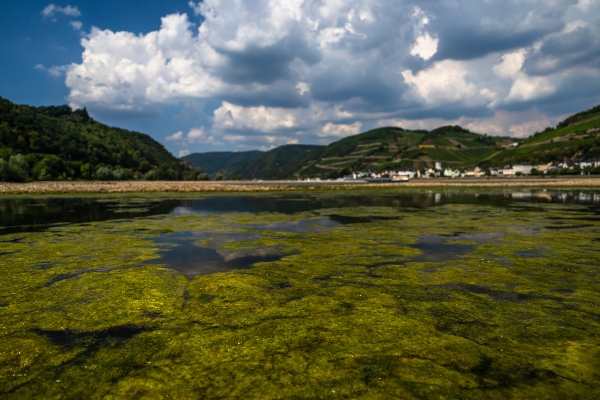 blaualgen-rhein