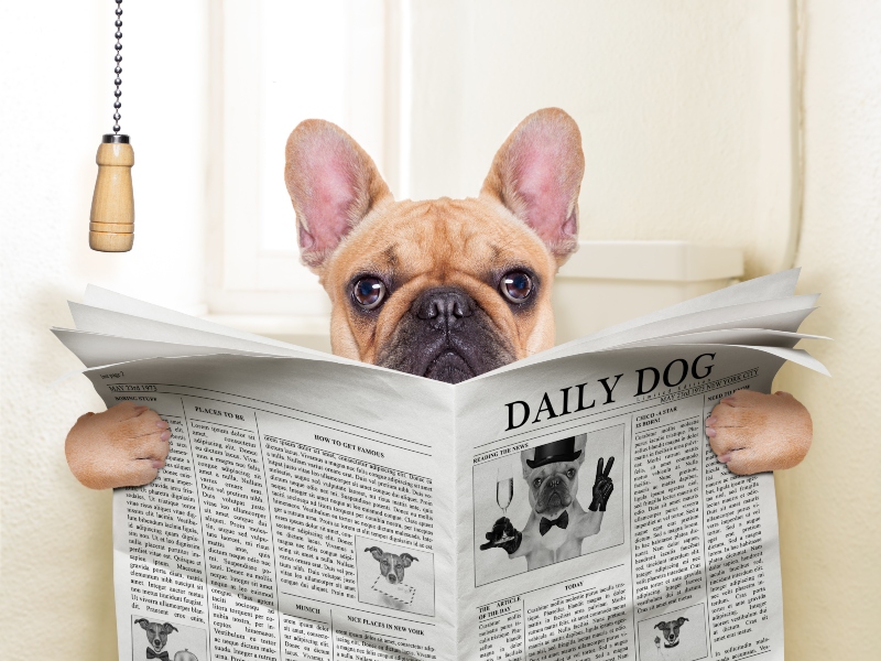 Verstopfung Beim Hund Hunde Kausnacks Magazin