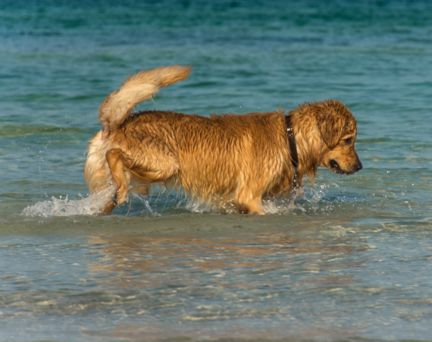 Ältere Hunde sollten das Wasser lieber genießen, anstatt es sportlich zu nutzen