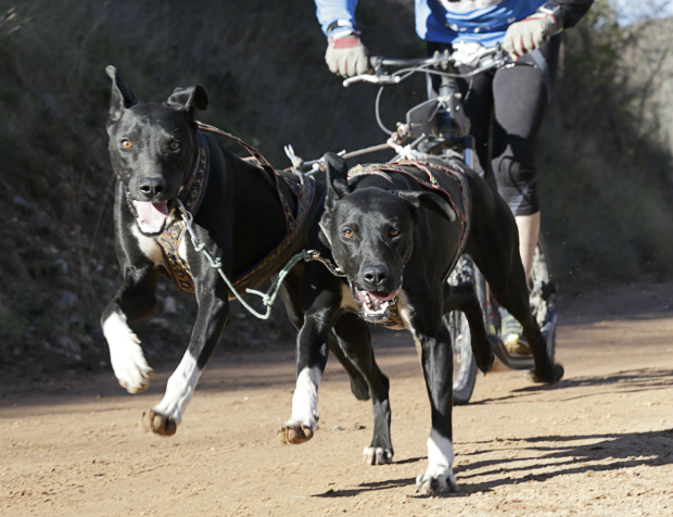 Hunde beim Canicross-Training