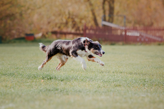 Welche Hundearten eignen sich für Canicross?