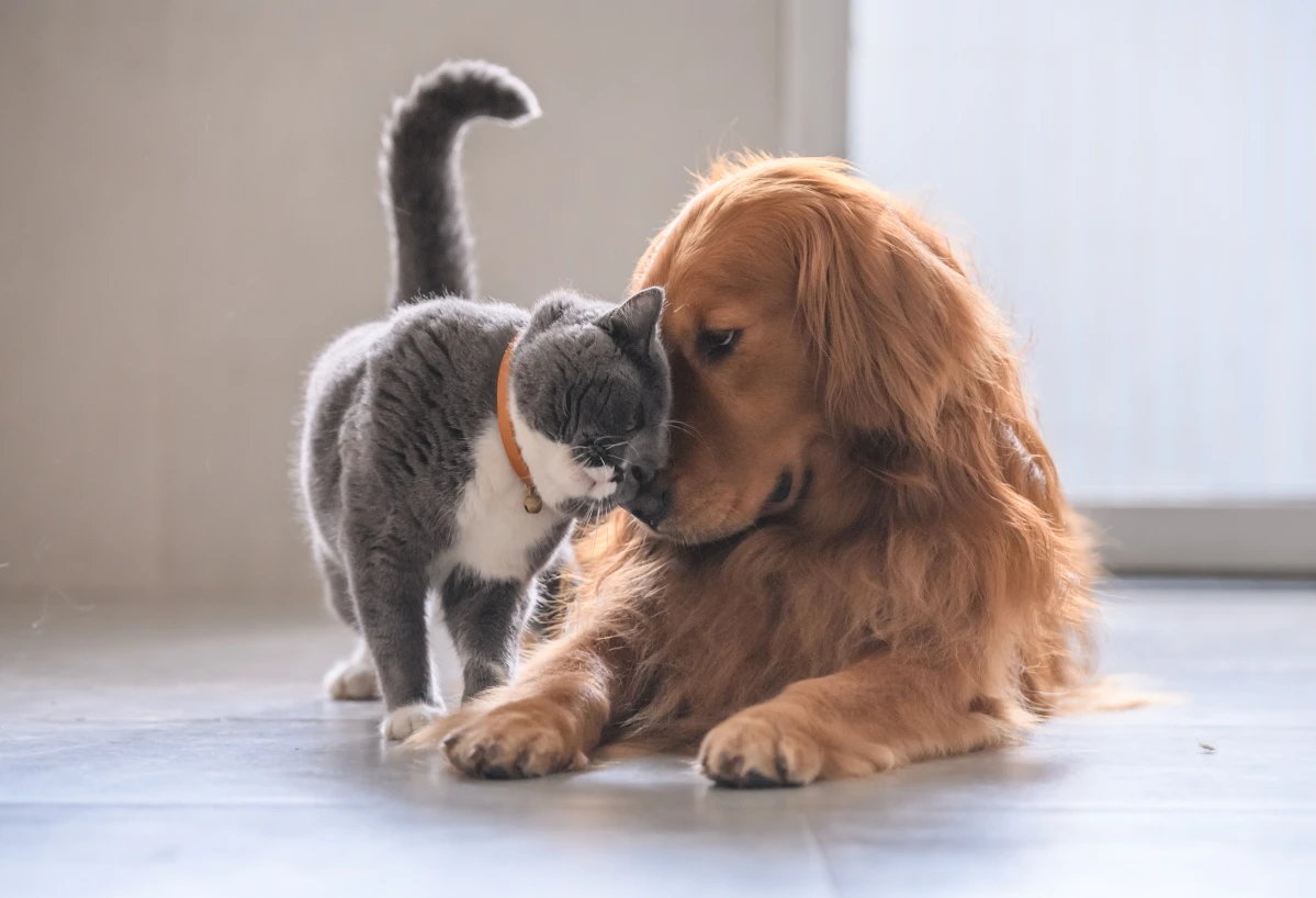 Hund und Katze haben sich aneinander gewöhnt und schmusen zusammen.
