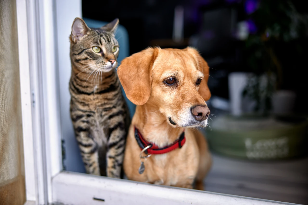 Hund und Kattze sitzen gemeinsam am Fenster und schauen friedlich heraus