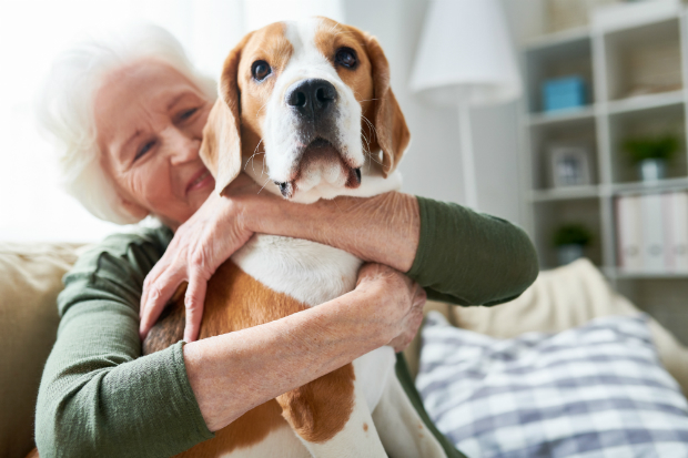 Spezielles Hundefutter für Hundesenioren