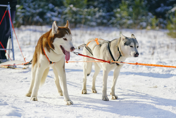 Schlittenhunde als Vorbild für Canicross