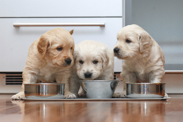 Welches Futter für Welpen?