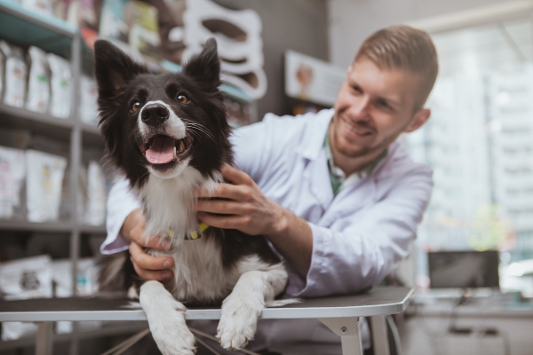 gesundheitscheck-hund