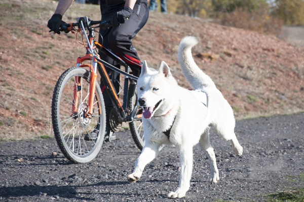 hund-ausruestung-fahrrad