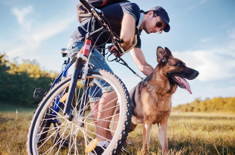 darf man einen hund am fahrrad führen