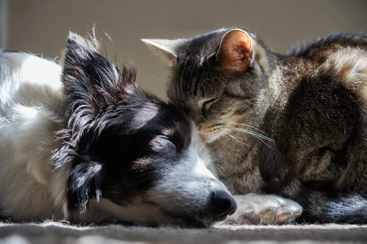 Seniorhund und Katze schlafen friedlich nebeneinander