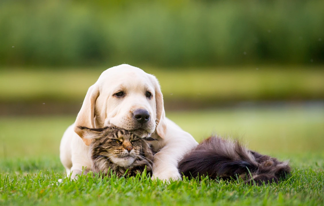 Katze hat sich an den Welpen gewöhnt und liegen unzertrennlich nebeneinander