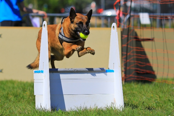 Belgischer Schaeferhund Flyball