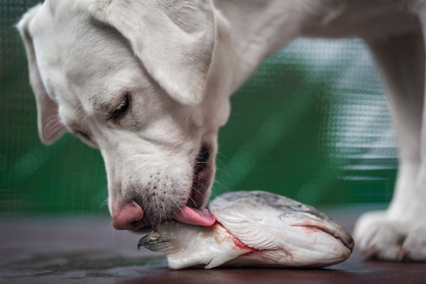 Fuer welche Hunde eignet sich Lachs