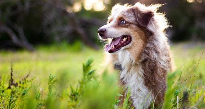 Verdauung beim Hund