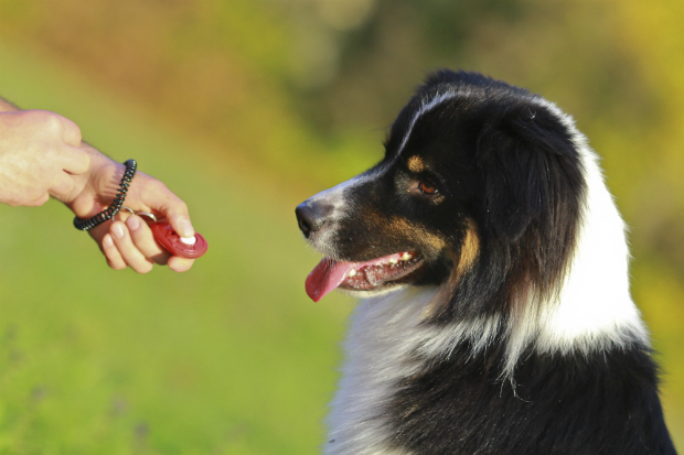 Checken Sie das können Ihres Hundes