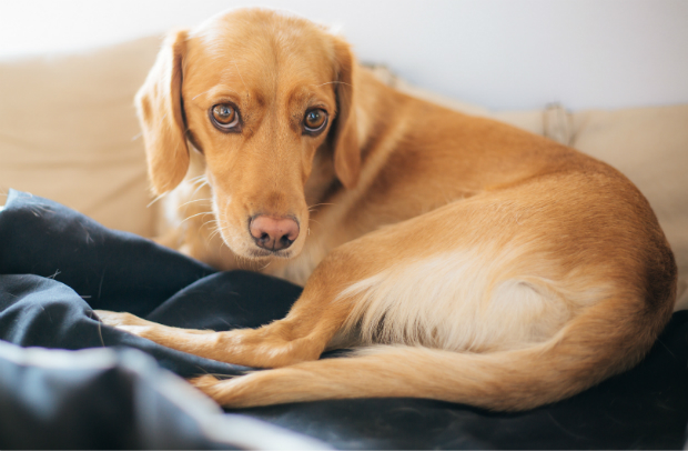 Der Hund reagiert träge und lustlos