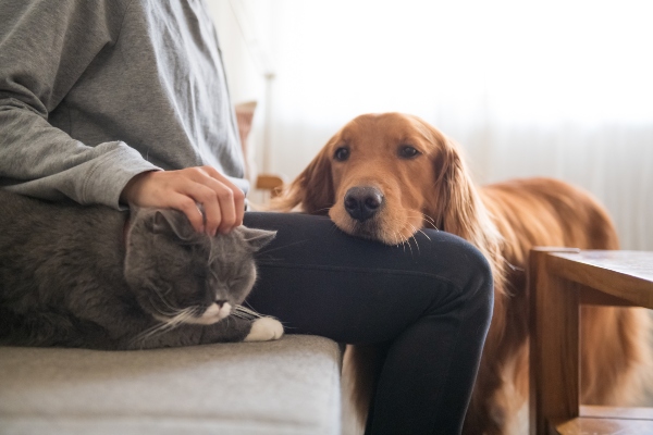 Hund An Katzen Gewöhnen Hunde Kausnacks Magazin