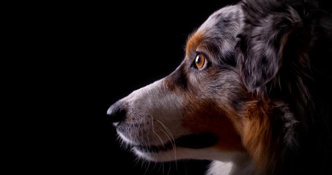 Forscher lösen Geheimnis um den Hundeblick