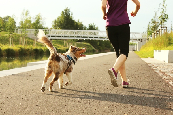 Joggen mit Hund