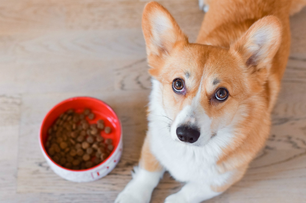 Plötzliche Nahrungsmittelwechsel sind nicht gut für den Hundedarm