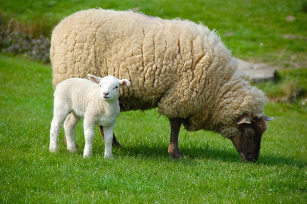 Schaf und Lamm