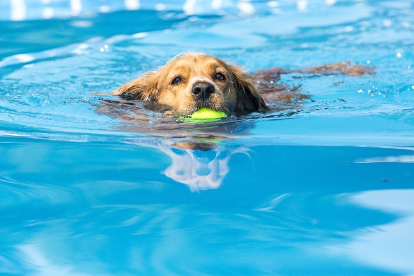 Schonende Fitness im Wasser fuer uebergewichtige Tiere