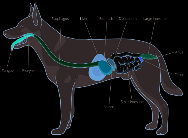 Das Verdauungssystem des Hundes