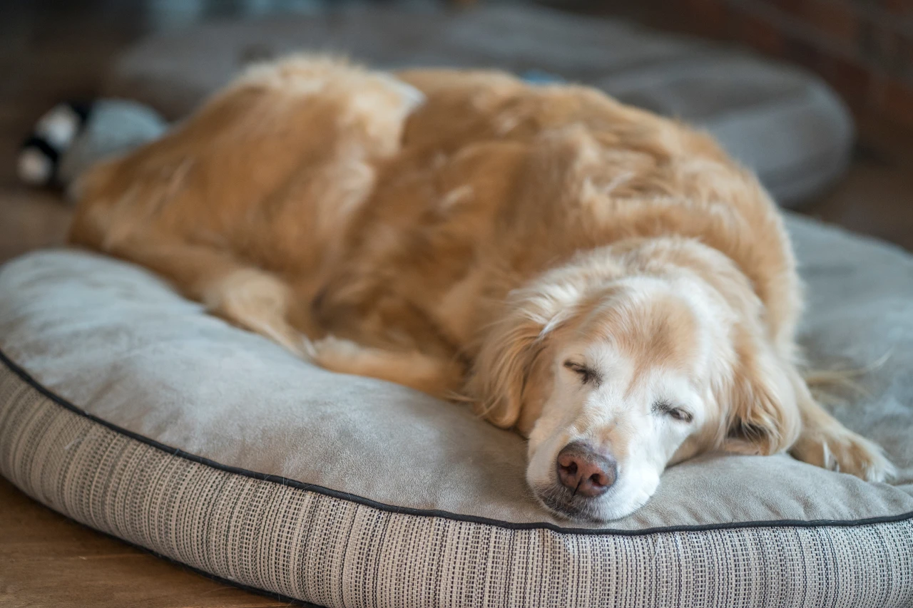Seniorhunde mögen es weich und gemütlich – und schlafen am liebsten im Hundebett. Seniorhund schläft im Hundebett