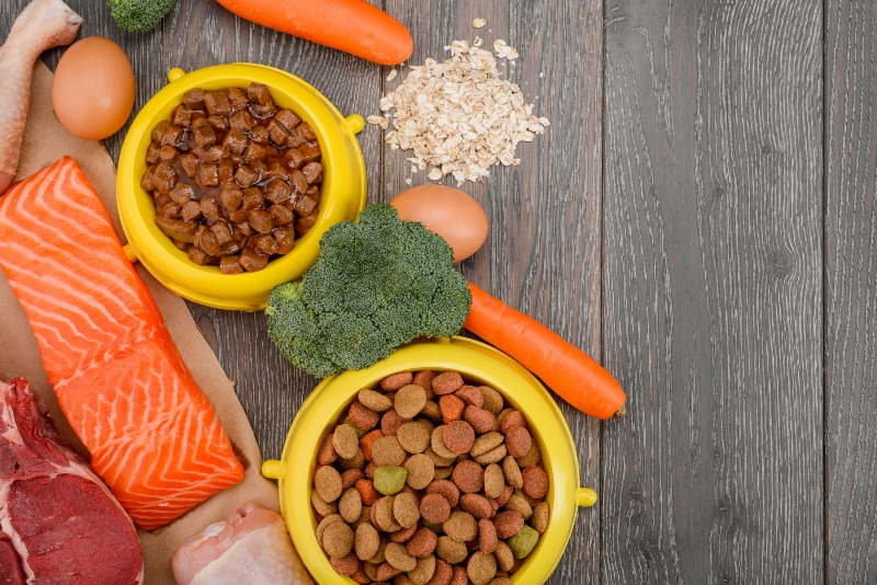 Lachs für Hunde HundeKausnacks Magazin