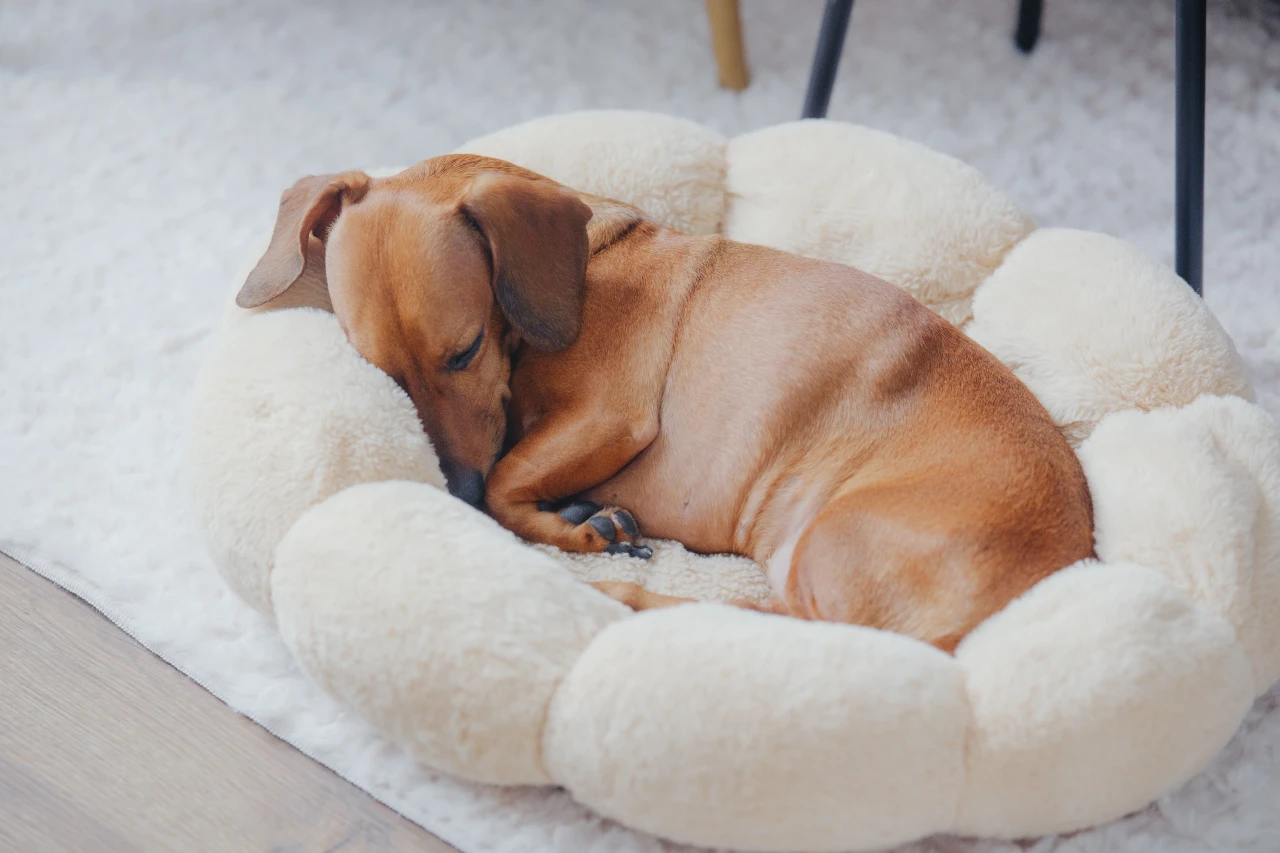 Ein zusammengerollter, schlafender Hund schützt seine Körperwärme. Hund schläft eingerollt im Hundebett