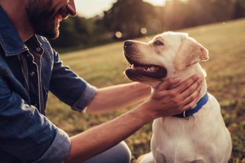 Schafs- und Lammfleisch für Hunde