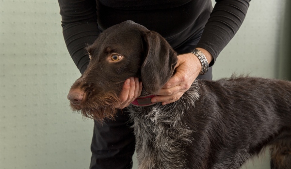 Hunde Physiotherapeutin prueft die Biegsamkeit der Halswirbelsaeule beim Jagdhund