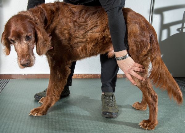 Pruefen der Beweglichkeit beim Hund