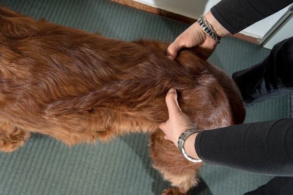 Tierphysiotherapeutin prueft mit beiden Haenden den Beckenstand beim Hund