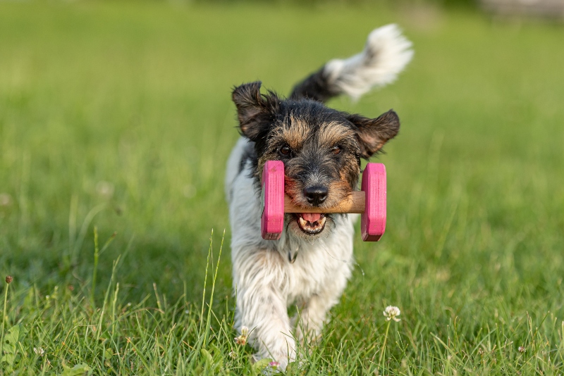 Muskelaufbau bei | Hunde-Kausnacks Magazin