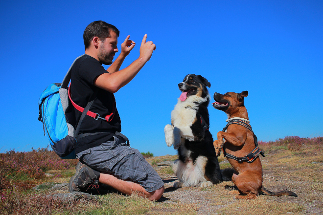 Dem Hund Männchen beibringen HundeKausnacks Magazin