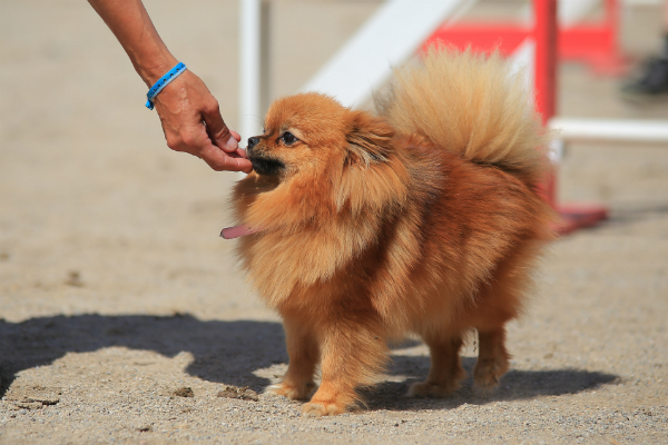 Belohnungshappen bei Agility