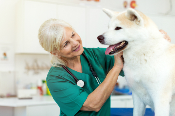 Hund beim Tierarzt untersuchen lassen Hund beim Tierarzt untersuchen lassen