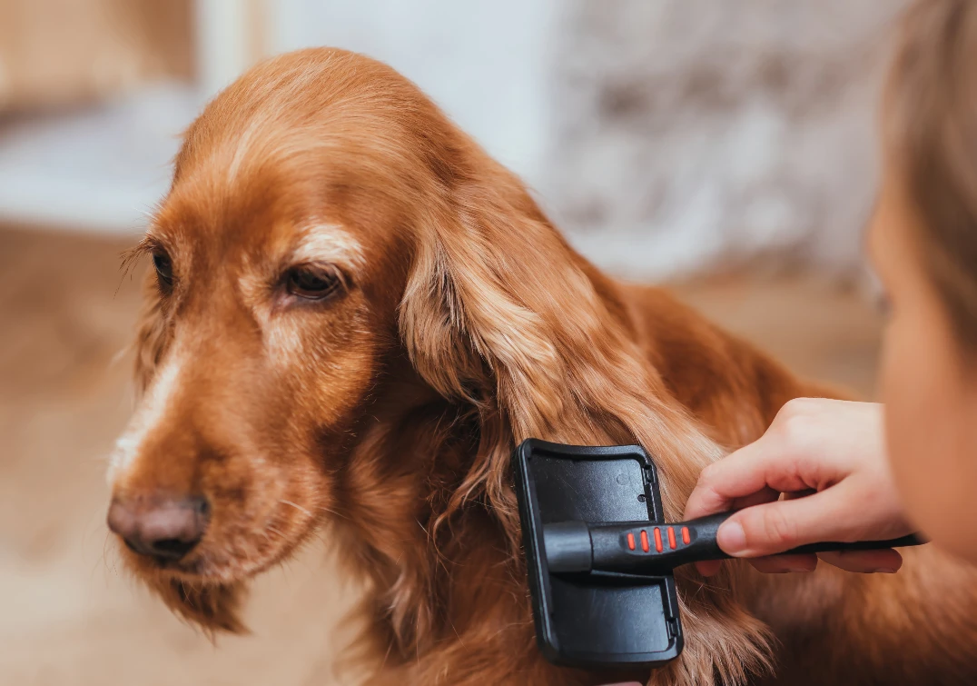 Hund nach dem Baden und Trocknen sanft bürsten. Hund nach dem Baden und Trocknen sanft bürsten