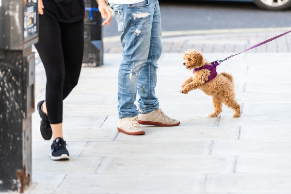 Hund zieht an der Leine