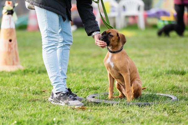 Hundeschule-Leinenfuehrigkeit