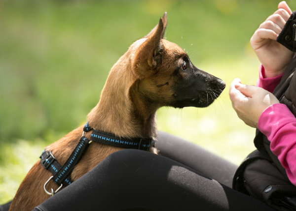 Hundesnacks und Hundefutter von Bubeck beim Training