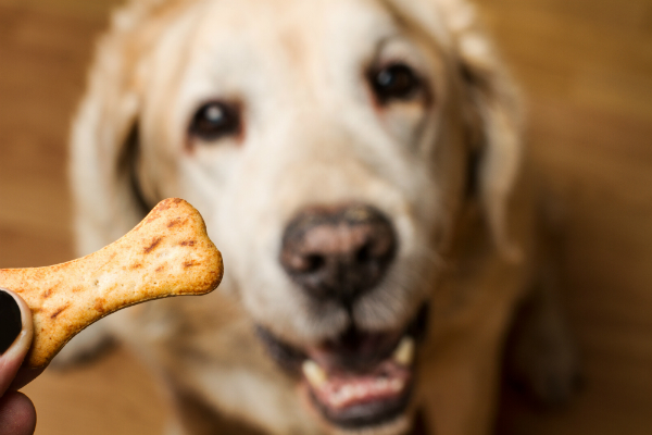 Knabbergebaeck fuer jeden Hund