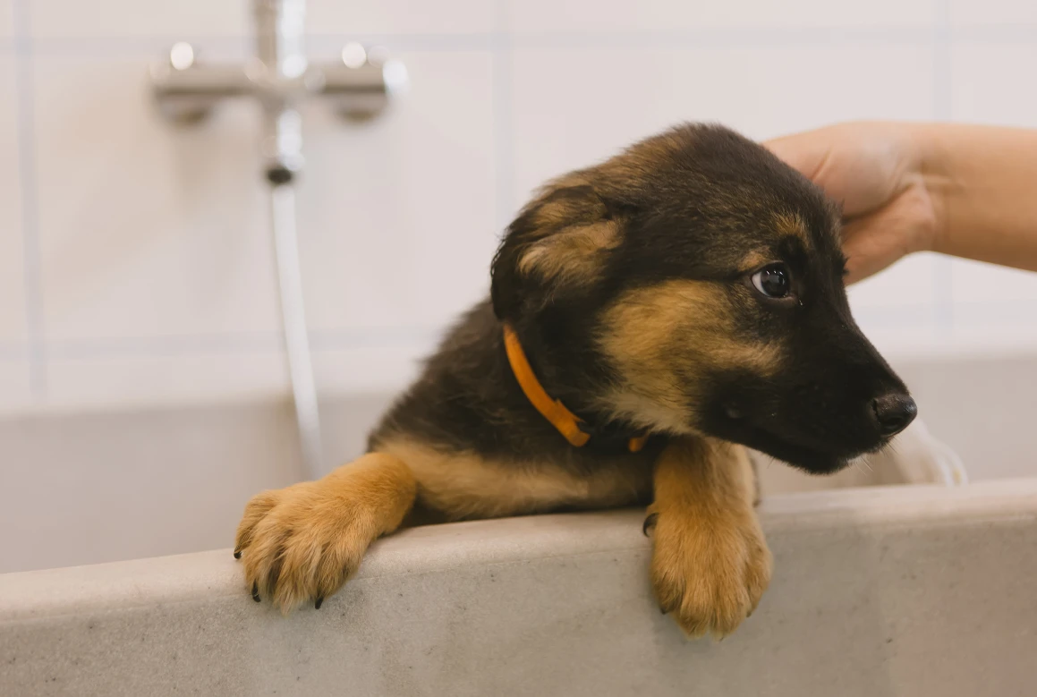 Welpen erst nach drei Monaten baden. Welpen erst nach drei Monaten baden