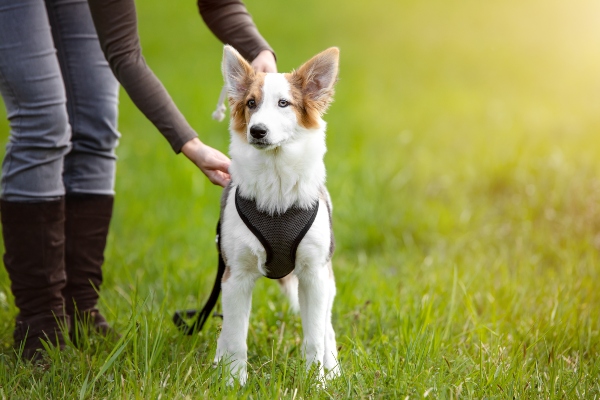 brustgeschirr-hunde