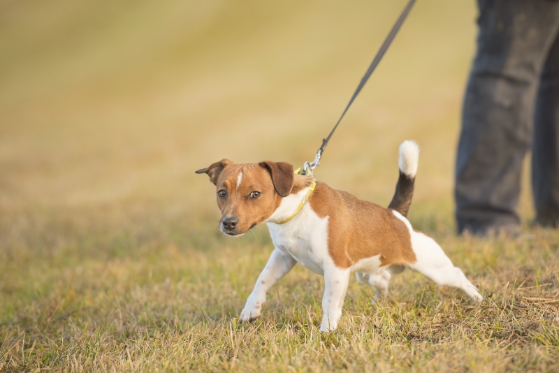 Leinenführigkeit trainieren HundeKausnacks Magazin