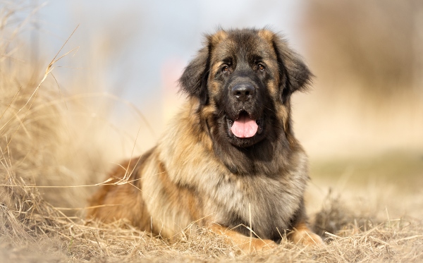 leonberger-familienhunde-fuer-anfaenger