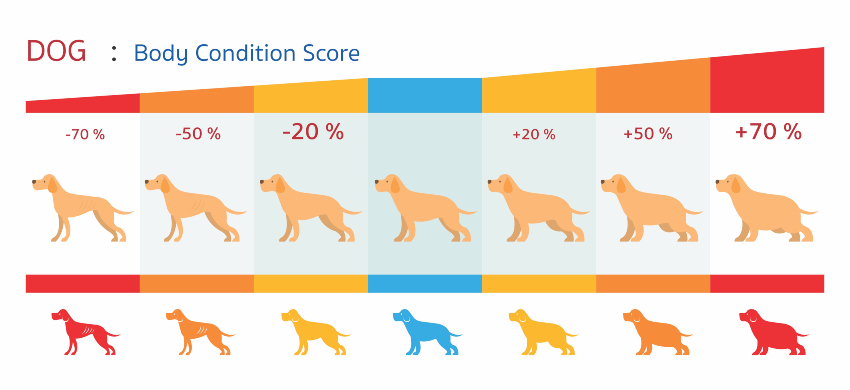 Body Condition Score - Hund mit Untergewicht oder nicht?