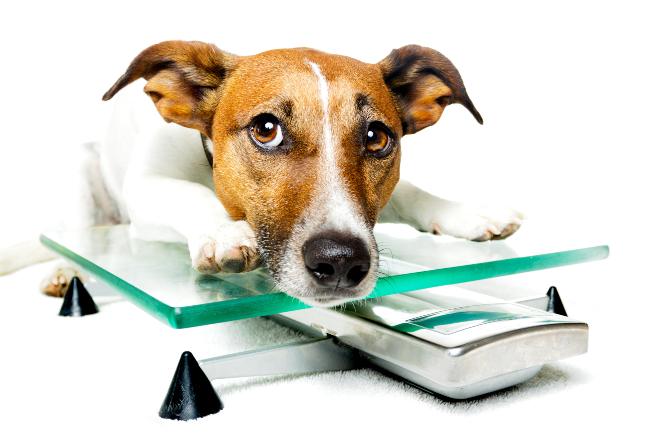 Hund mit Untergewicht