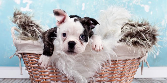 kleiner Welpe im Korb - französische Bulldogge